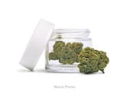 Gelato Cake Flower Bulk