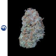 Dutch Haze (DOH)