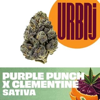 Purple Punch x Clementine Smalls Big Bags