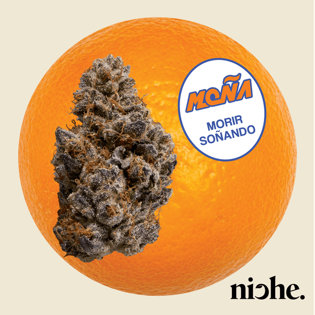 X Niche | Morir Sonando Flower