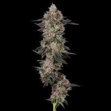 Blue Sharpies - 3.5g Indica Hybrid