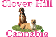 Clover Hill | Golden Sands Live Rosin | Concentrate