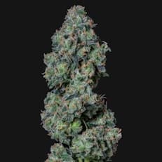 Blue Limeade - 3.5g Sativa-Hybrid