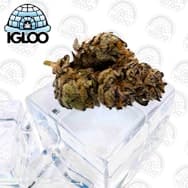 Glacier | Deli Flower | Abominable Runtz (GREEN)