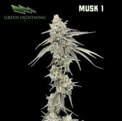 Musk 1 - Smalls (7g)