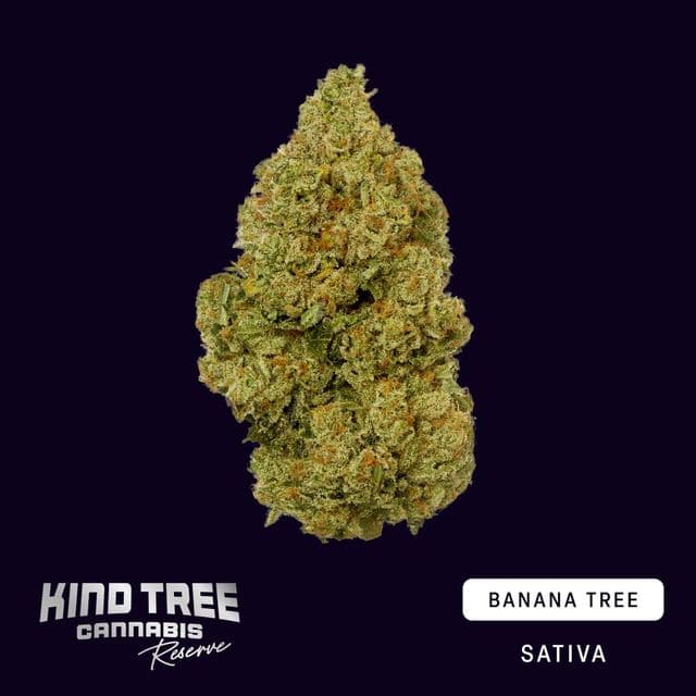 Banana Tree Reserve Buds