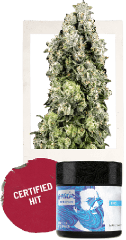 Garcia Hand Picked | Flower | - Florida Kush | 3.5g Bag