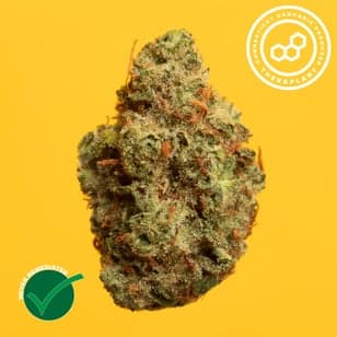 Theraplant - Grand Pappy's Chillemon (S) Flower C0040002150