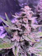 NRVNA FARMS 8th black Mamba