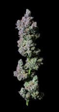 Petrol Potion - 3.5g Hybrid