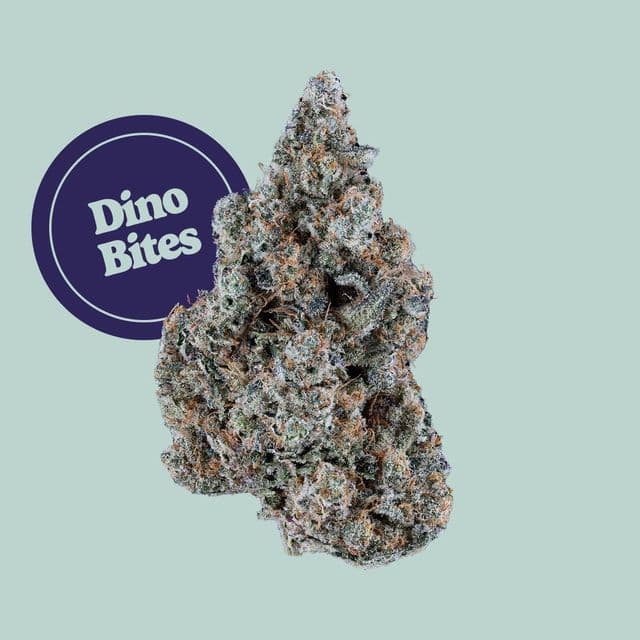 Dino Bites Buds