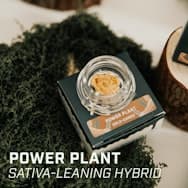 Revival | Power Plant Live Rosin