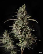 Maui Waui 3.5g