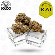 KAI | Deli Flower | Banana Puddintain (GREEN)