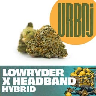 Lowryder x Headband Smalls Big Bags