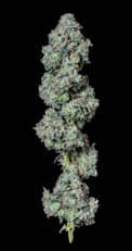 Jack Herer - 3.5g - Sativa Hybrid