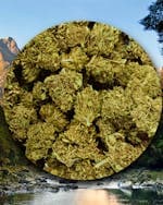 Double Bubba Kush Bulk Flower