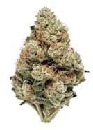 Poison Gushers – Indica Flower | 16.6% THC