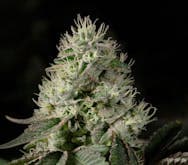 Rythm Flower 3.5g- Brownie Scout