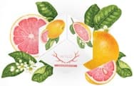Wyld - Grapefruit 1:1:1 - Gummy - 100mg