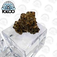 Glacier | Deli Flower | Tagalongz (ORANGE)
