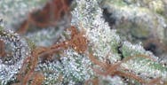 Sour Tip | Flower