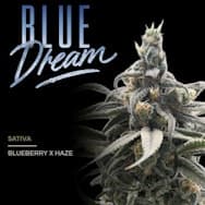 MISUNDERSTOOD | Blue Dream | 7g