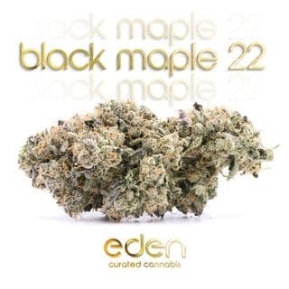 Black Maple