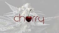 Cherry - 41 G's Popcorn (I/H)