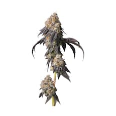 That Badu | 7g