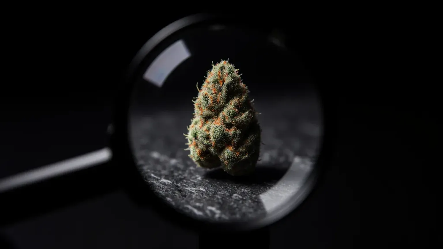 THC percentage explained: what counts as strong, and why the number lies