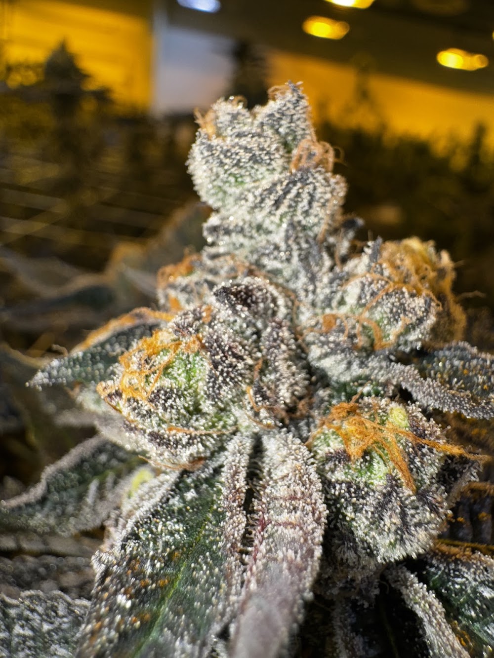 A Cut Above photo 5