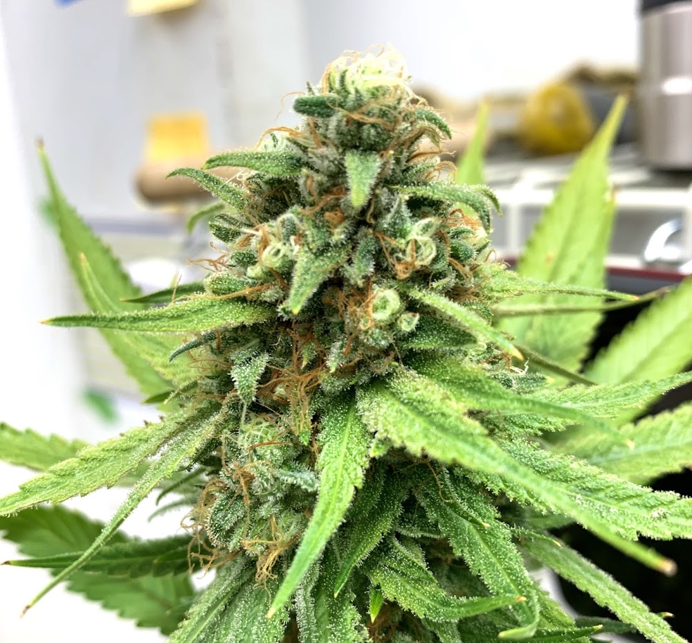 Ak Frost photo 8