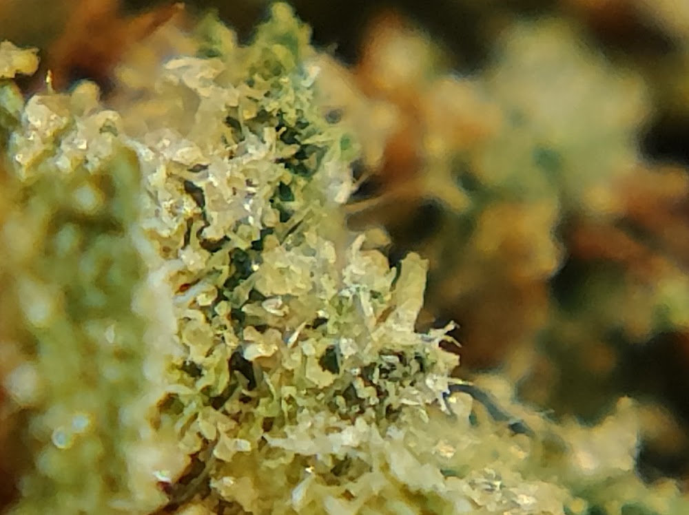 Alternative Releaf photo 2