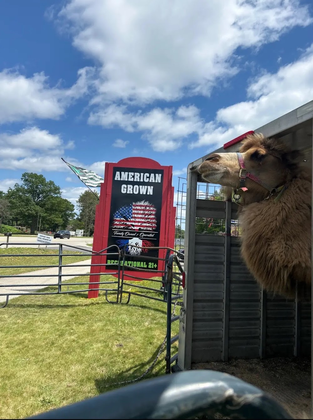 American Grown photo 7