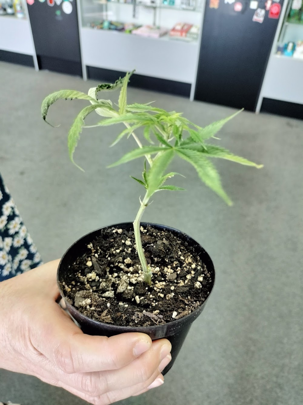 Amnesia Dispensary - Juan Tabo photo 8