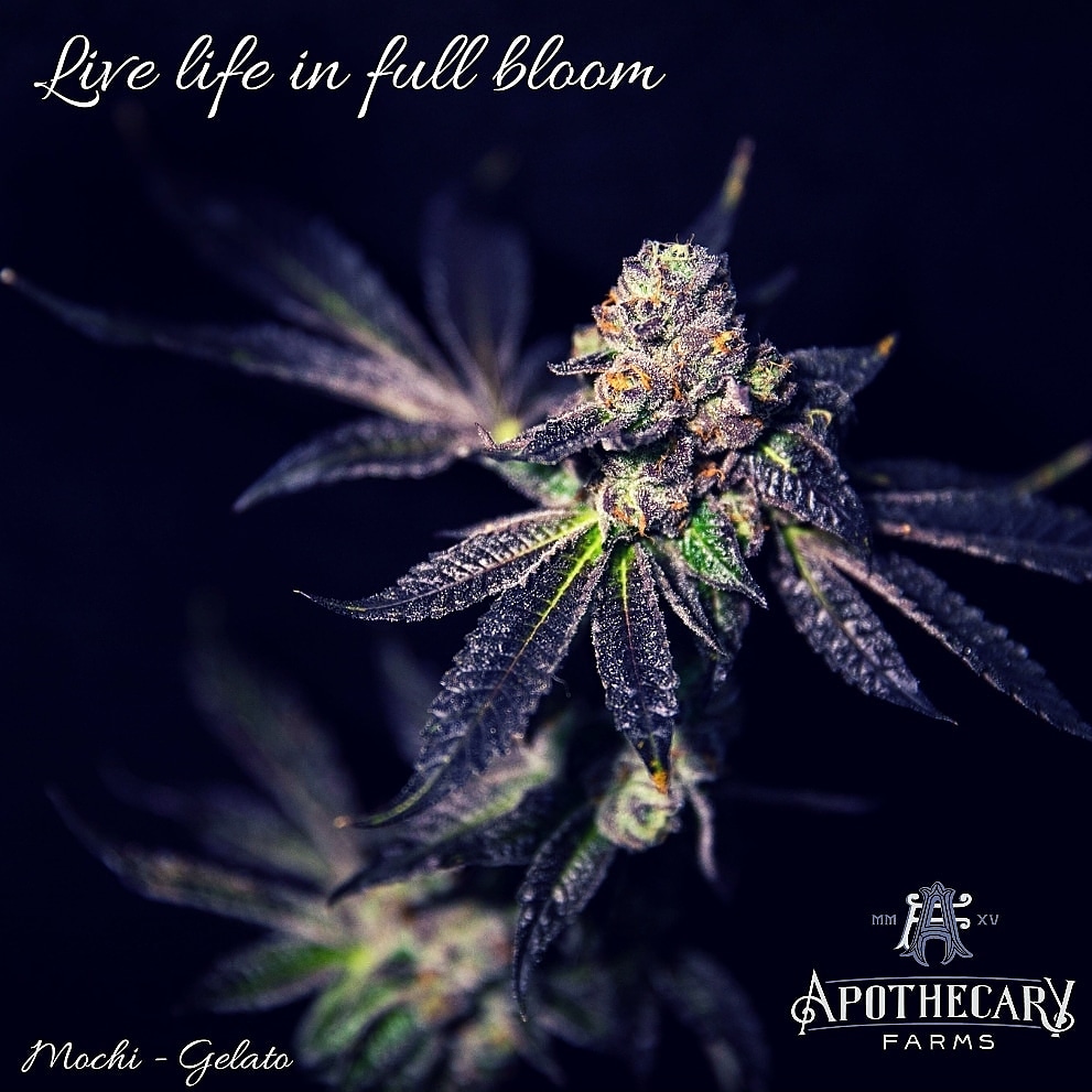 Apothecary Farms photo 8