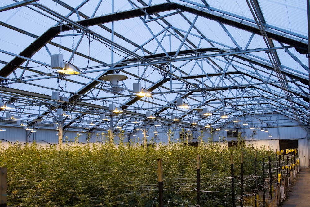 Ascend Cannabis CO. photo 2