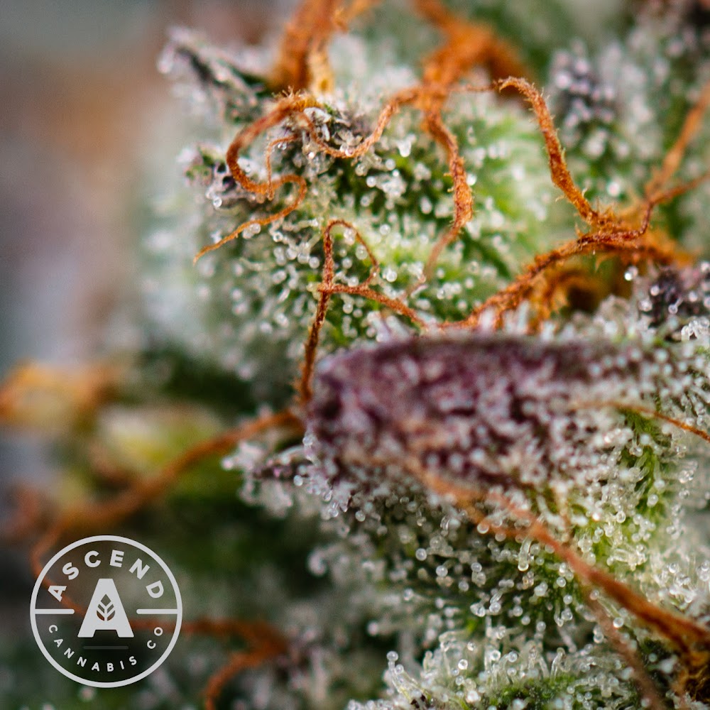 Ascend Cannabis CO. photo 7
