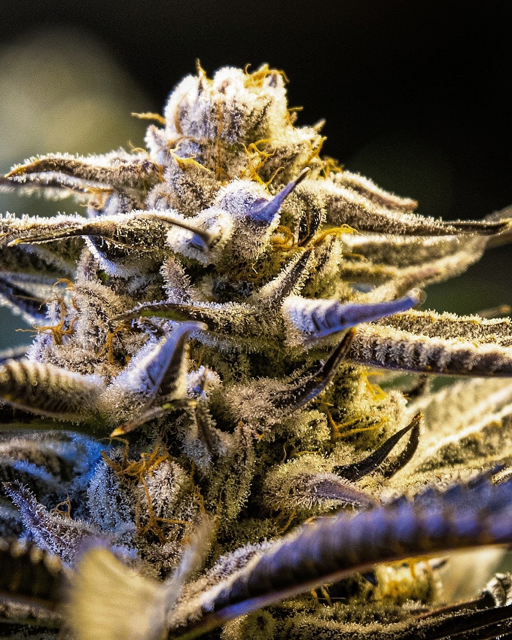 Augusta Cannabis CO photo 2