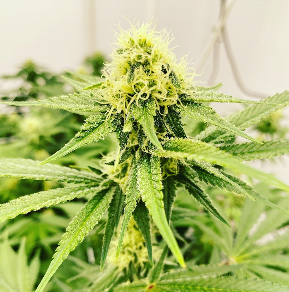 Bad River Cannabis photo 4