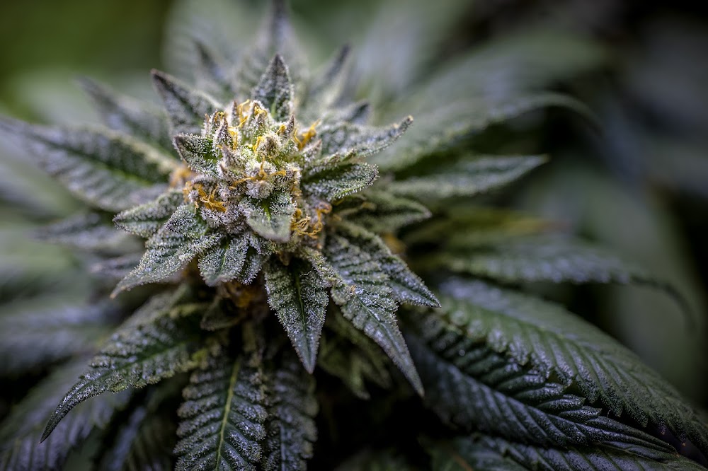 Best Colorado Meds.Org photo 2