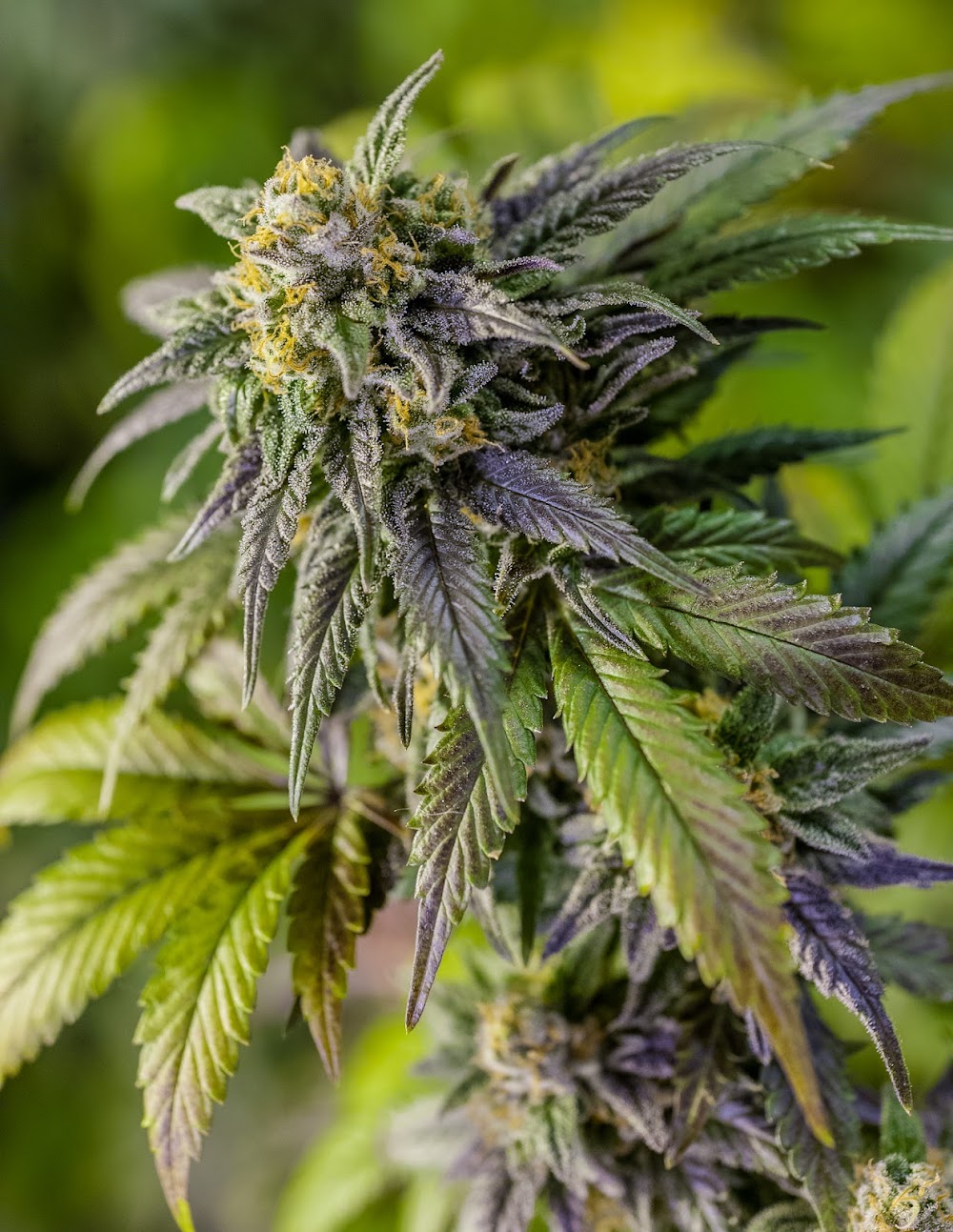 Best Colorado Meds.Org photo 8