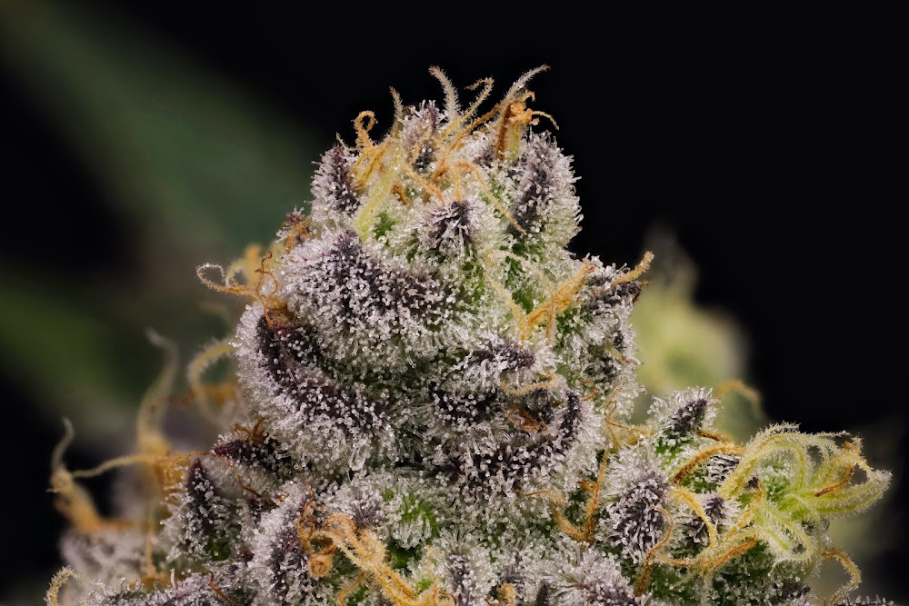 Big Island Grown - Hilo photo 2