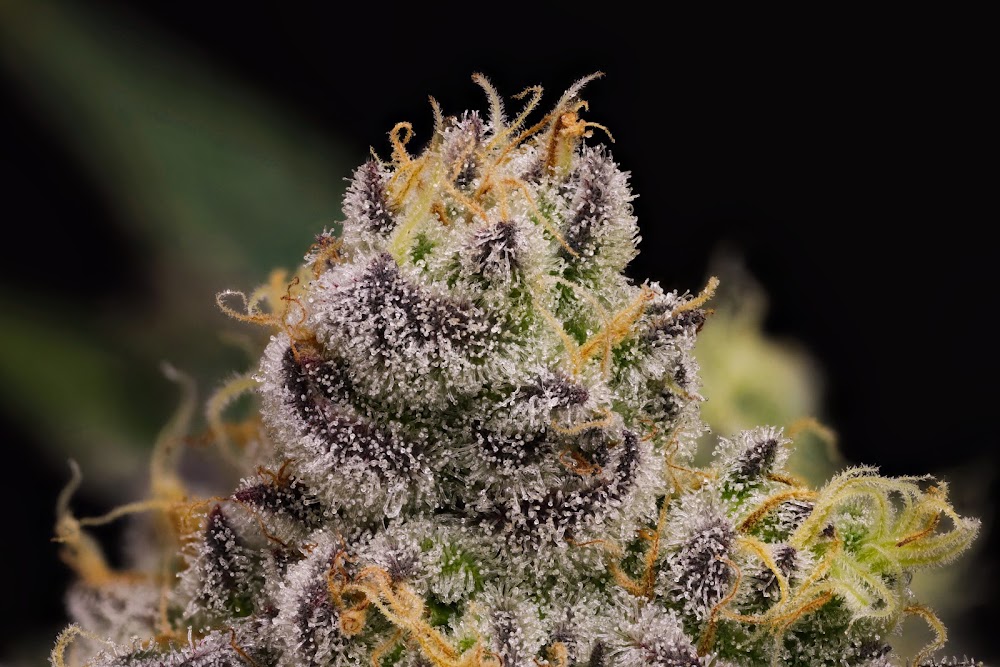 Big Island Grown - Kona photo 2
