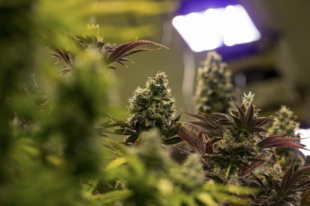 Big Island Grown - Kona photo 7