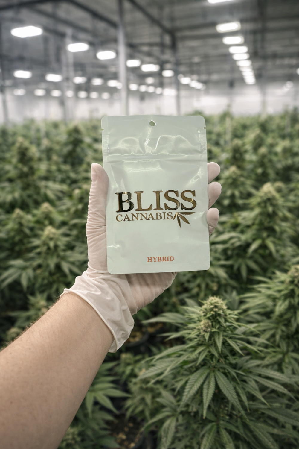 Bliss photo 3