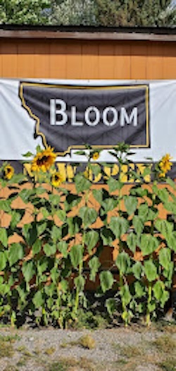 Bloom photo 2
