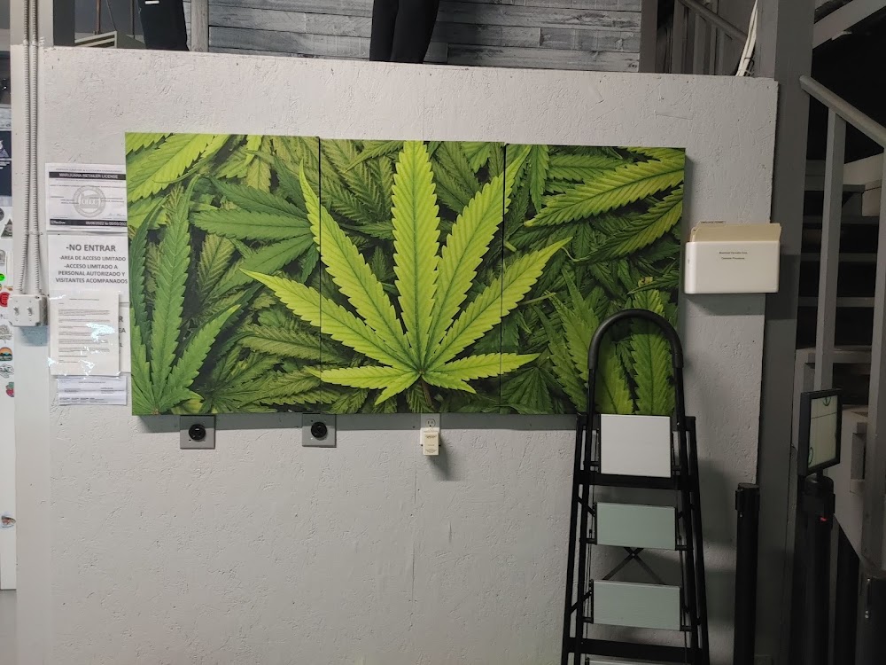 Bloominati Cannabis photo 8