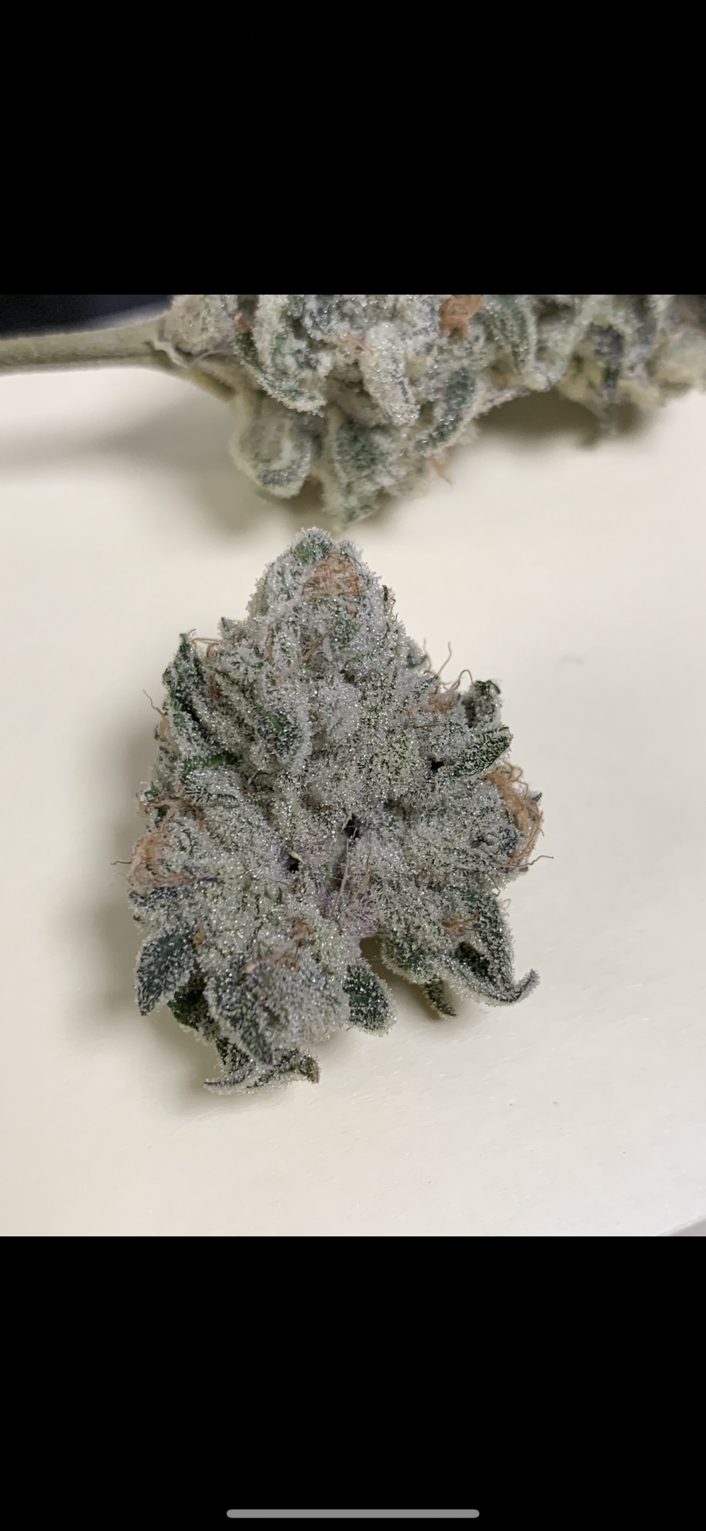Boss Leaf photo 4